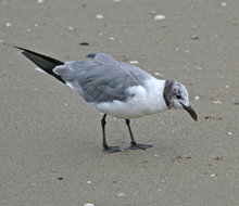 Laughing Gull first summer